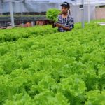 Kelompok Petani Milenial