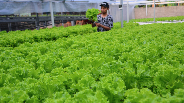 Kelompok Petani Milenial