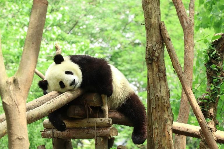 Panda Liar di China Terus Meningkat, Jumlahnya Hampir 1.900 Ekor