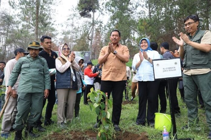 Bibit Pohon Gunung Merbabu