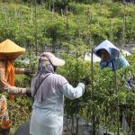 Harga Cabai di Temanggung Turun