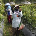 Harga Cabai di Temanggung Turun