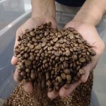 Produksi Kopi NTB
