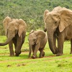 Bisnis Unik Jual Beli Gajah Dipercaya Dapat Rezeki Nomplok, Begini Faktanya.