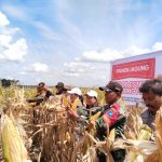 Food Estate Gunung Mas
