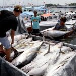 Ikan Labuan Bajo ekspor