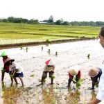 Presiden Jokowi Tinjau Kegiatan Tanam Padi di Kabupaten Banyumas.