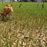 Puncak Musim Kemarau 2024 Lain dari 2023, Begini Prediksi BMKG(1)