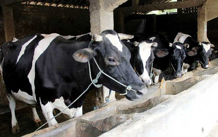 Produksi dalam Negeri Kurang, Dapatkah Program Bagi Susu Gratis Terwujud?