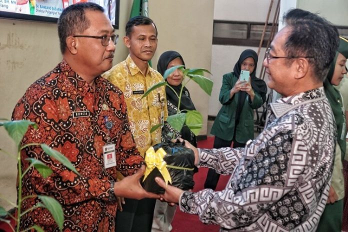 magelang tanaman cabai