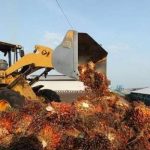 Indonesia Akan Bangun Pabrik Katalis Bensin Sawit, Dimana Lokasinya?