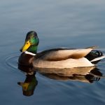 Birds,And,Animals,In,Wildlife,Concept.,Amazing,Mallard,Duck,Swims
