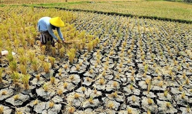 BMKG Ungkap Nasib Petani Tahun Ini