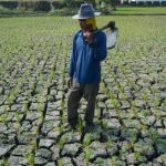 BMKG Ungkap Nasib Petani Tahun Ini, Bakal Dilanda La Nina Usai Kena El Nino