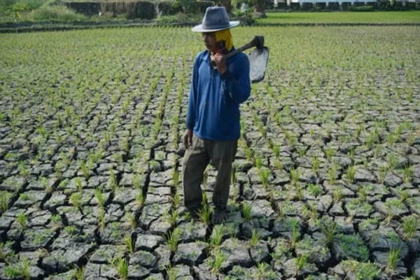 BMKG Ungkap Nasib Petani Tahun Ini, Bakal Dilanda La Nina Usai Kena El Nino