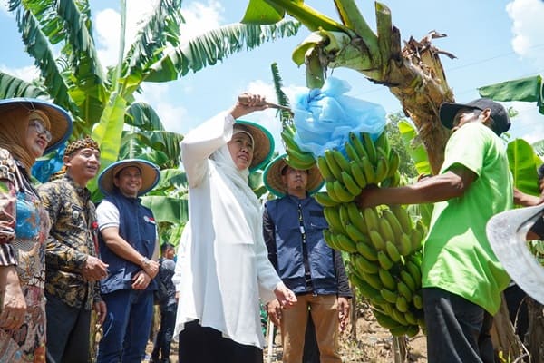 Khofifah Panen Pisang Bersama Petani Millenial Lumajang