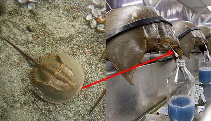 Kepiting Tapal Kuda Berdarah Biru Banyak Diburu