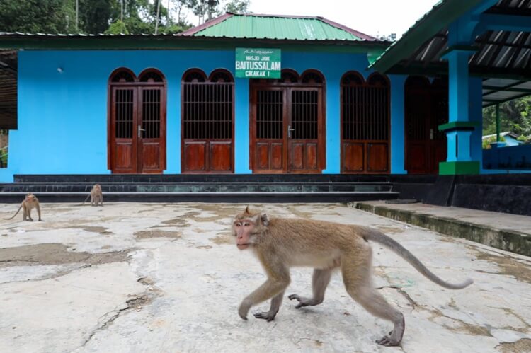 Masjid Saka Tunggal Banyumas