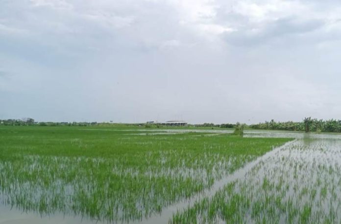 petani demak asuransi