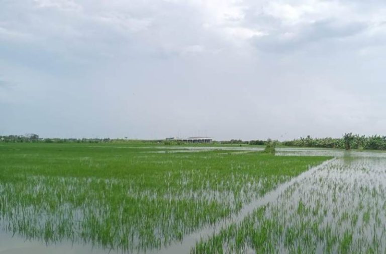 petani demak asuransi