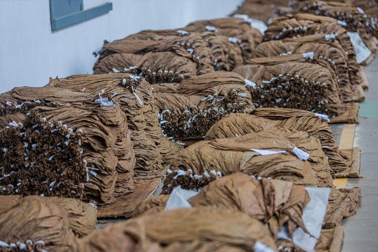 PTPN I Regional 4 Ekspor Tembakau