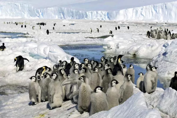 Ribuan Penguin Mati Mendadak di Antartika