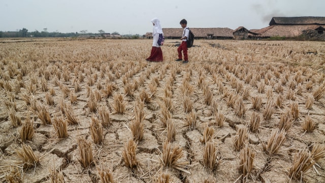 BMKG: Hanya 8 Persen Wilayah Indonesia yang Masuk Musim Kemarau