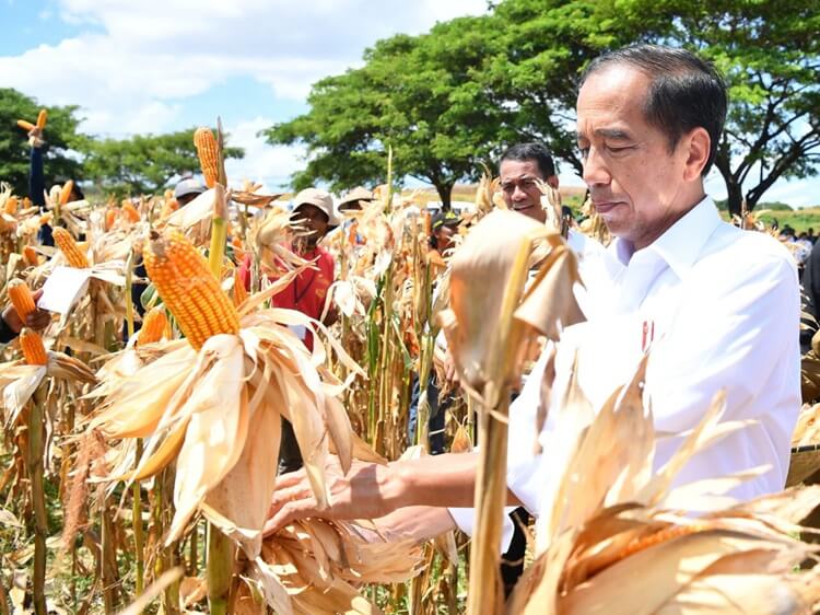 Jokowi Panen Jagung