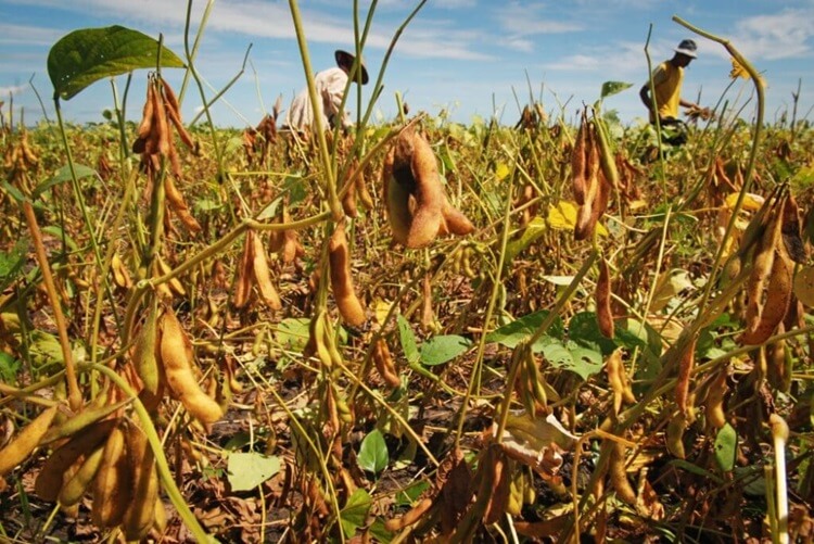 1.000 Hektare Kedelai