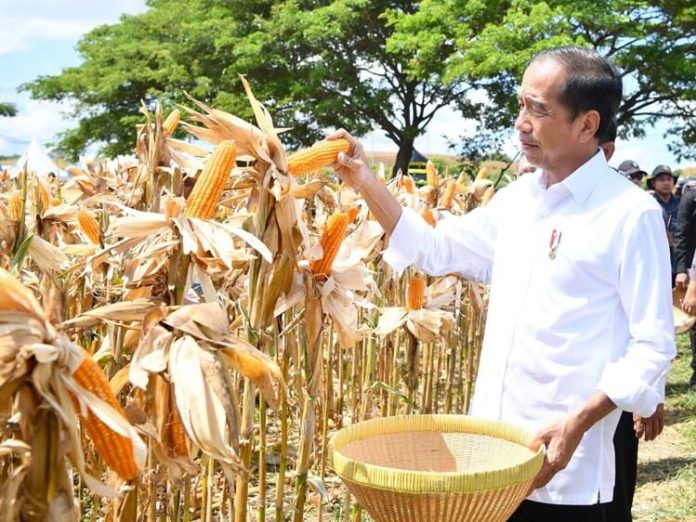 Jokowi Panen Jagung