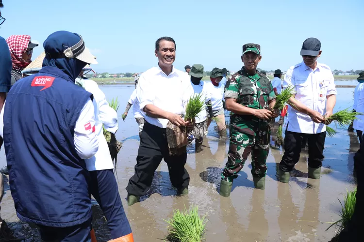 Klaster Pertanian Modern