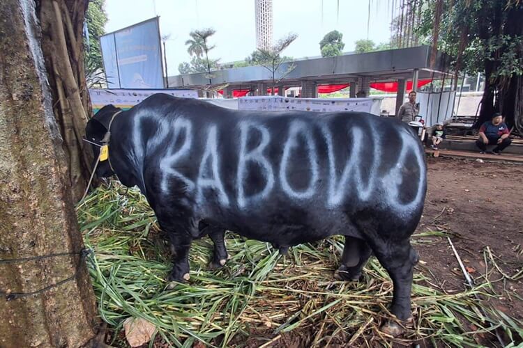 Prabowo 145 sapi