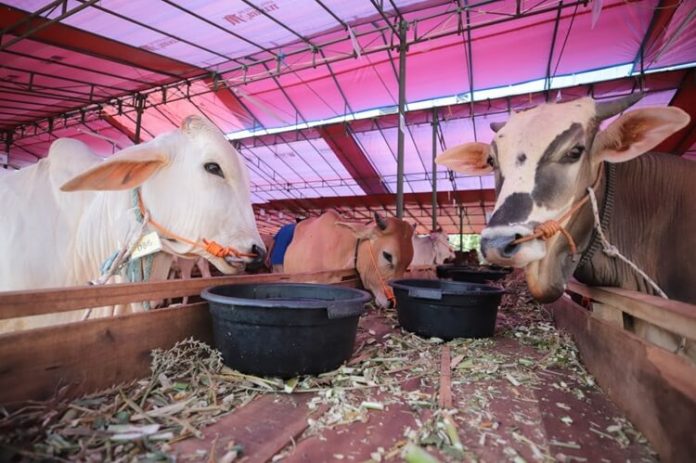 Bandung hewan kurban