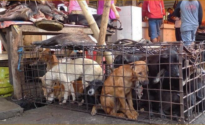 Deretan Negara dengan Konsumsi Daging Anjing