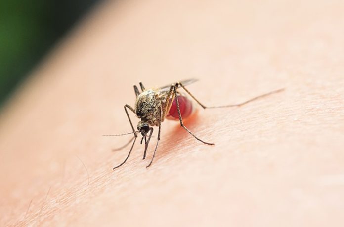 Waspada Demam Kuning