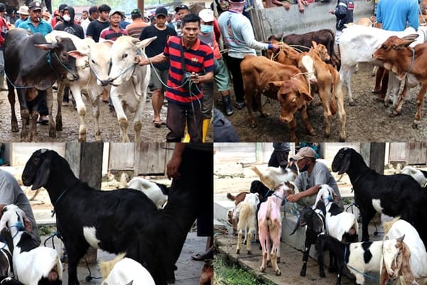 Berapa Harga Sapi dan Kambing untuk Kurban 2024