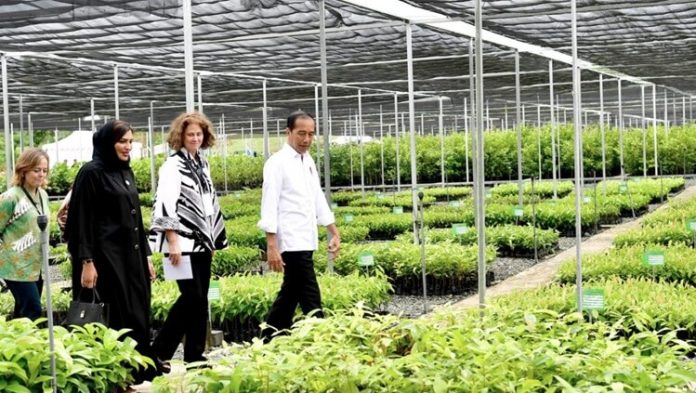 Jokowi Persemaian Mentawir