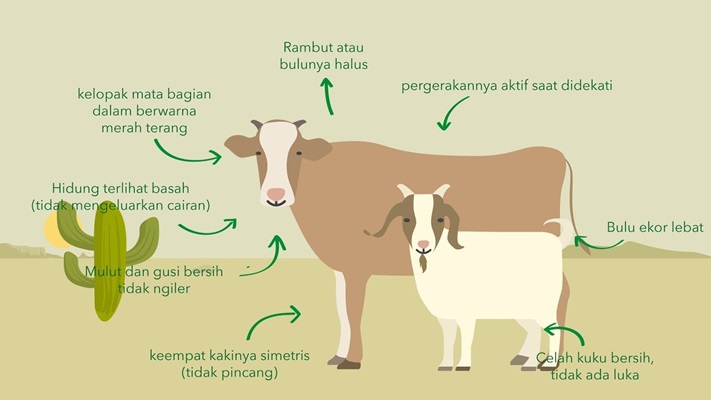Ciri Hewan Kurban yang Sehat