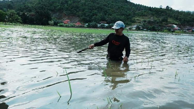 Sawah di Konawe Banjir