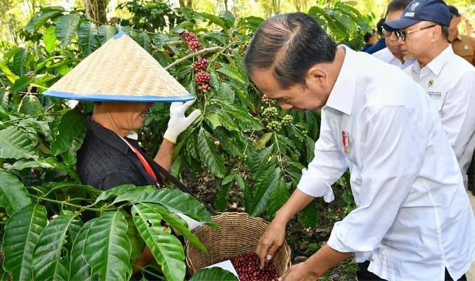 Presiden Jokowi Panen Kopi di Lampung Barat