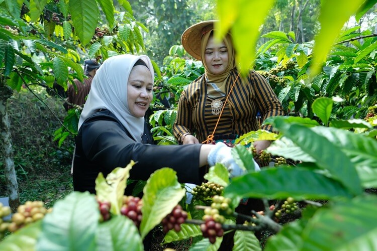 Kopi Temanggung
