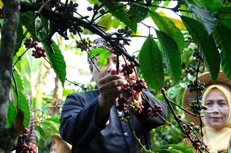 Harga Kopi Temanggung Tinggi, Petani Diminta Tetap Jaga Kualitas