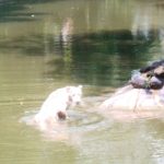 Anara, Si Harimau Putih Jadi Daya Tarik Baru Pengunjung KBS.