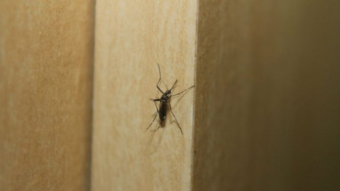 WHO Mesir Bebas Malaria