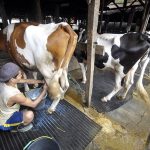 Kementan impor susu vietnam