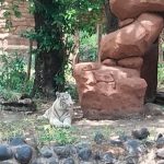 Anara, Si Harimau Putih Jadi Daya Tarik Baru Pengunjung KBS