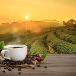 Kopi Indonesia Diburu Pasar Dunia, Ternyata Ini Alasannya