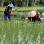 Pemutihan Utang Petani