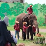 Gonzales Rayakan Ultah di KBS, Edukasi Pengunjung Soal Perilaku Gajah