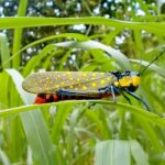 Belalang Setan Beracun Diduga Penyebab Kematian Warga, Simak Faktanya